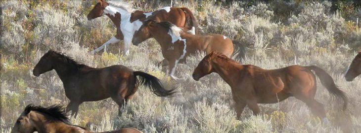 Horseback riding Central Rockies