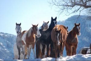 horseback riding in the Colorado Rockies