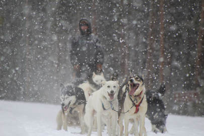 Dog Sledding in Copper Mountain